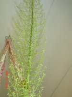 asperagus fern 001.JPG
