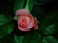 gardenjune08 217.jpg