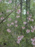 MOMS FLOWERS 002.JPG