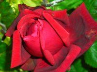 gardenjune08 245.jpg