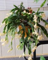 yellow cactus.JPG