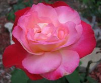 DOUBLE DELIGHT61608.jpg