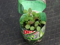 seedlings 005 resize.jpg
