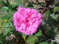 MOMS FLOWERS 002.JPG