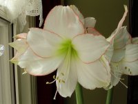 spring bulbs 2009 014.jpg