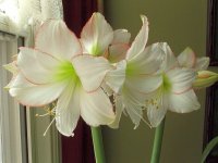 spring bulbs 2009 015.jpg