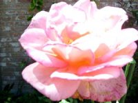 tn_Spring blooms 002.JPG