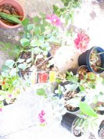 tn_Spring blooms 001.JPG