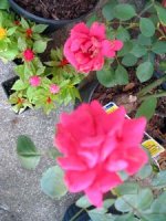 tn_amaryllis #2 013.JPG