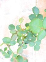 tn_Spring blooms 003.JPG
