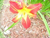 tn_Spring blooms 008.JPG