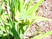 tn_Spring blooms 007.JPG