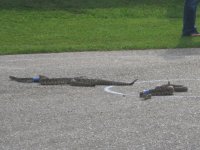 IMG_0304.JPG