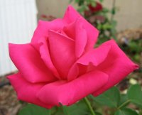 pink peaceresz08ft.jpg