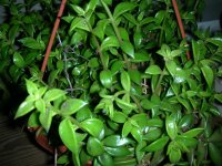 DSCN5153.jpg