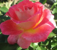 lovestruck 4315.jpg