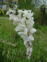 MOMS FLOWERS 004.JPG