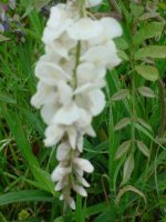 MOMS FLOWERS 007.JPG