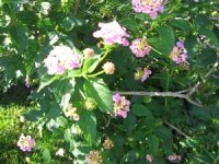 tn_Spring in April 011.JPG