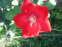 tn_Spring in April 005.JPG