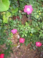 tn_Spring in April 007.JPG