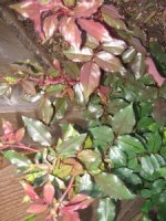 tn_Spring in April 008.JPG
