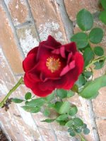 tn_Spring blooms 09 002.JPG