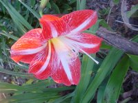 Moms flowers 014.JPG