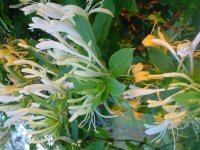 Moms flowers 017.JPG
