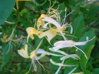 Moms flowers 018.JPG