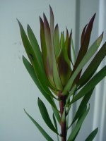 Moms flowers 001.JPG