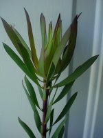 Moms flowers 003.JPG