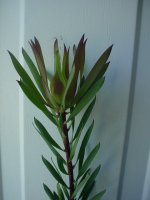 Moms flowers 004.JPG