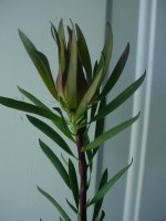 Moms flowers 005.JPG