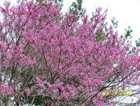 Redbud Tree 2.jpg