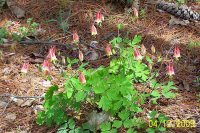 Little Lanterns 1.jpg