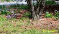 Wildflowers 1.jpg