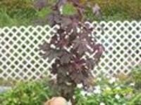 tn_hibiscus 002.JPG