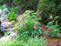 Bleeding Heart 4.jpg