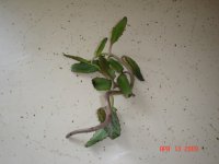 cacti and succulents 004.JPG