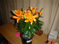 Asiatic Lily 002.JPG