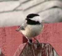 z littlebirdie.jpg