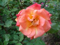 Mom's flowers 001.JPG