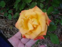 Mom's flowers 002.JPG