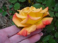 Mom's flowers 003.JPG