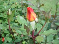 Mom's flowers 005.JPG