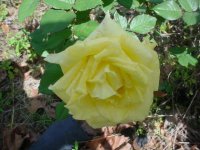 Mom's flowers 006.JPG