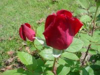 Mom's flowers 008.JPG