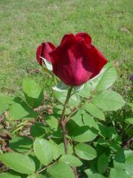 Mom's flowers 009.JPG