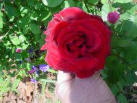 Mom's flowers 010.JPG